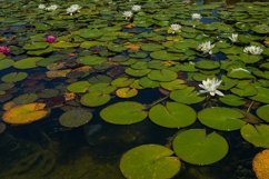 Green leaves and lotus flowers in the pond on the water Product Image 1