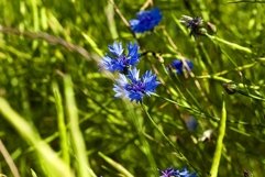 Flowers of cornflower Product Image 1