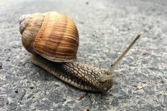 Big garden snail in shell crawling on wet road hurry home Product Image 11
