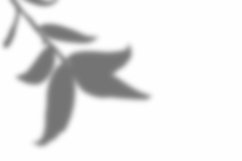 Leaves Shadow Overlay Effect Mockup Product Image 2