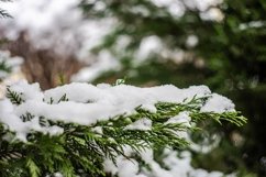 Winter snowy landscape in Tbilisi&#039;s suburb Tskneti Product Image 1