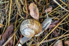 Big garden snail in shell crawling on wet road hurry home Product Image 7