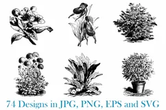 74 Woodcut Vintage Floral and Garden Illustration Collection Product Image 10