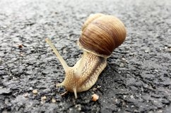 Big garden snail in shell crawling on wet road hurry home Product Image 13