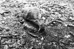 Big garden snail in shell crawling on wet road hurry home Product Image 23