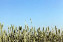 Field with cereal Product Image 1