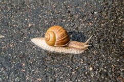 Big garden snail in shell crawling on wet road hurry home Product Image 23
