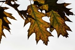 changing color oak in the autumn season Product Image 1