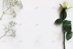 White Rose Mockup. PSD & JPG. Product Image 2