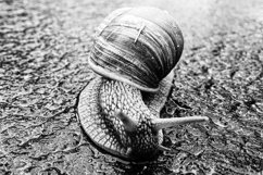 Big garden snail in shell crawling on wet road hurry home Product Image 6