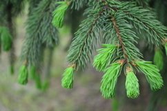 Christmas trees outdoors in the garden Product Image 1