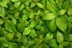 Vibrant green basil leaves creating a lush, natural backdrop Product Image 1