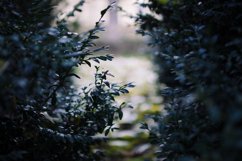 Dark nature bundle Product Image 4