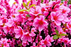Cherry Blossom Background Product Image 1