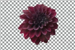 Watercolor bridal flowers on summer berry colors clip art Product Image 14