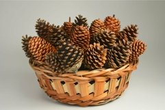Wicker basket overflowing with conifer cones on white backgr Product Image 1