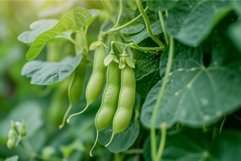 Leguminous Bean vigna. Generate Ai Product Image 1