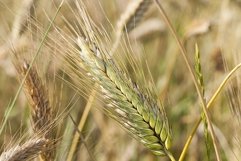 rye ears Product Image 1