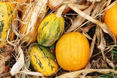 Autumn outdoor pumpkin at kitchen garden. Harvest, Halloween Product Image 1