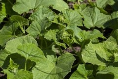 cucumber plants in greenhouses for industrial cultivation Product Image 1