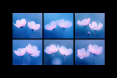 Abstact Blurred Flower Textures Product Image 2