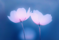 Abstact Blurred Flower Textures Product Image 3