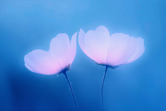 Abstact Blurred Flower Textures Product Image 4