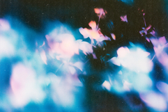 Abstract Floral Backgrounds Product Image 4