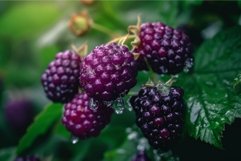 Dew-kissed blackberries on the vine Product Image 1