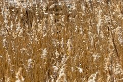 yellowed plants Product Image 1