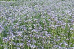 SET different blooming flowers with leaves in natural nature Product Image 28