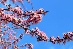 24x Beautiful backgrounds of flowering trees Product Image 18