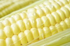 Ear of young corn with water drops close-up. Product Image 1