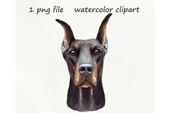 Watercolor dog png, Dobermann, hand drawn Product Image 1