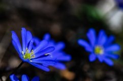 Close up of anemone flowers in the meadow Product Image 1