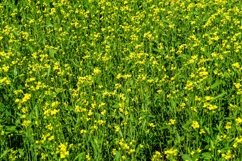 Fine wild growing flower on background meadow Product Image 1