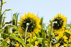 field annual sunflowers Product Image 1