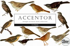 Accentor Vintage Animal illustration Clip Art, Clipart Product Image 1