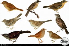 Accentor Vintage Animal illustration Clip Art, Clipart Product Image 3