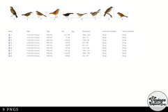 Accentor Vintage Animal illustration Clip Art, Clipart Product Image 2