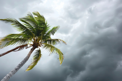 Coconut Tree with Clouds Background Wallpaper Product Image 1