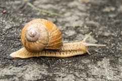 Big garden snail in shell crawling on wet road hurry home Product Image 8