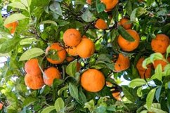 Tangerines in a summer mediterranean garden Product Image 1