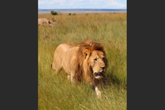 Male lion walking in the african savanna during a safari Product Image 1