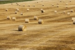 harvest of cereals Product Image 1