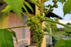 Makassar fruit which has properties to treat diarrhea Product Image 1