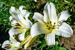 Fine wild growing flower on background meadow Product Image 1