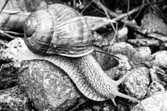 Big garden snail in shell crawling on wet road hurry home Product Image 15
