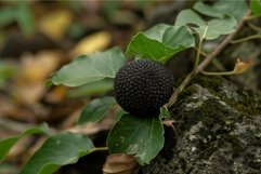 Close up of an osage orange fruit growing on a branch Product Image 1