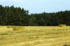 harvesting wheat Product Image 1